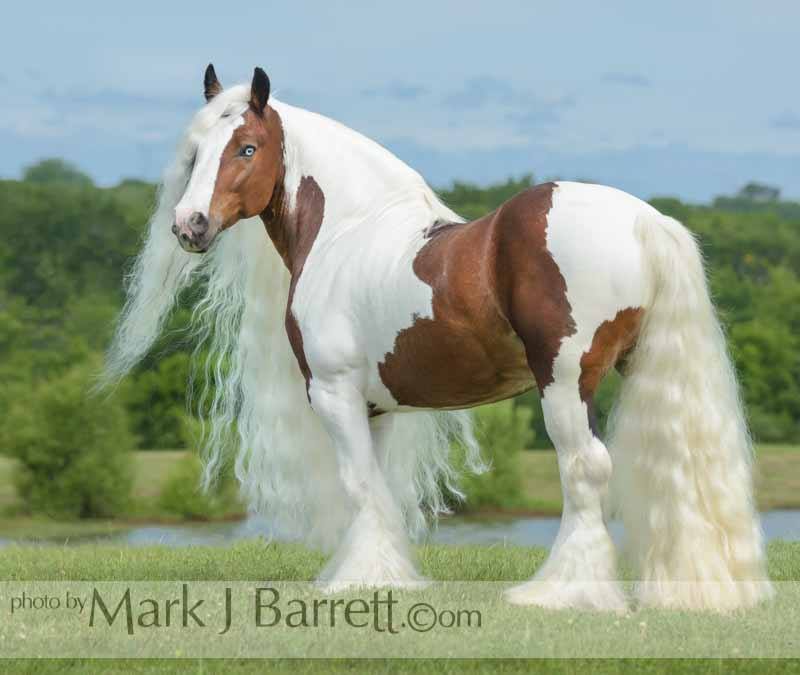 Mark JBarrett - Gypsy Cob